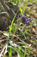 Soldanella carpatica