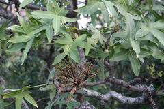 Cussonia natalensis
