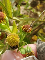 Helenium microcephalum