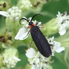 Acoloithus falsarius