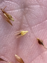 Rhynchospora chalarocephala