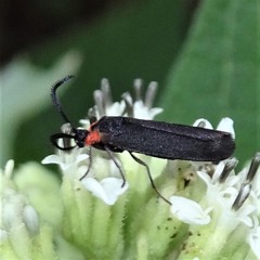 Acoloithus falsarius