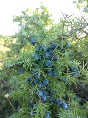 Juniperus communis communis