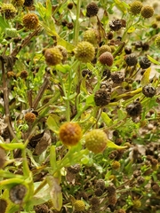 Helenium microcephalum