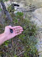 Rhynchospora chalarocephala