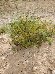 Helenium microcephalum