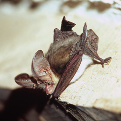 Plecotus macrobullaris