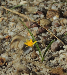 Hypoxis flanaganii