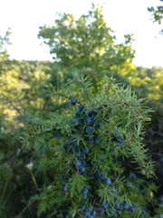 Juniperus communis communis