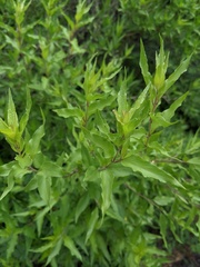 Anisacanthus quadrifidus