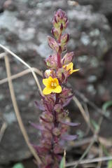Alectra sessiliflora sessiliflora