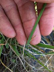 Tulbaghia natalensis