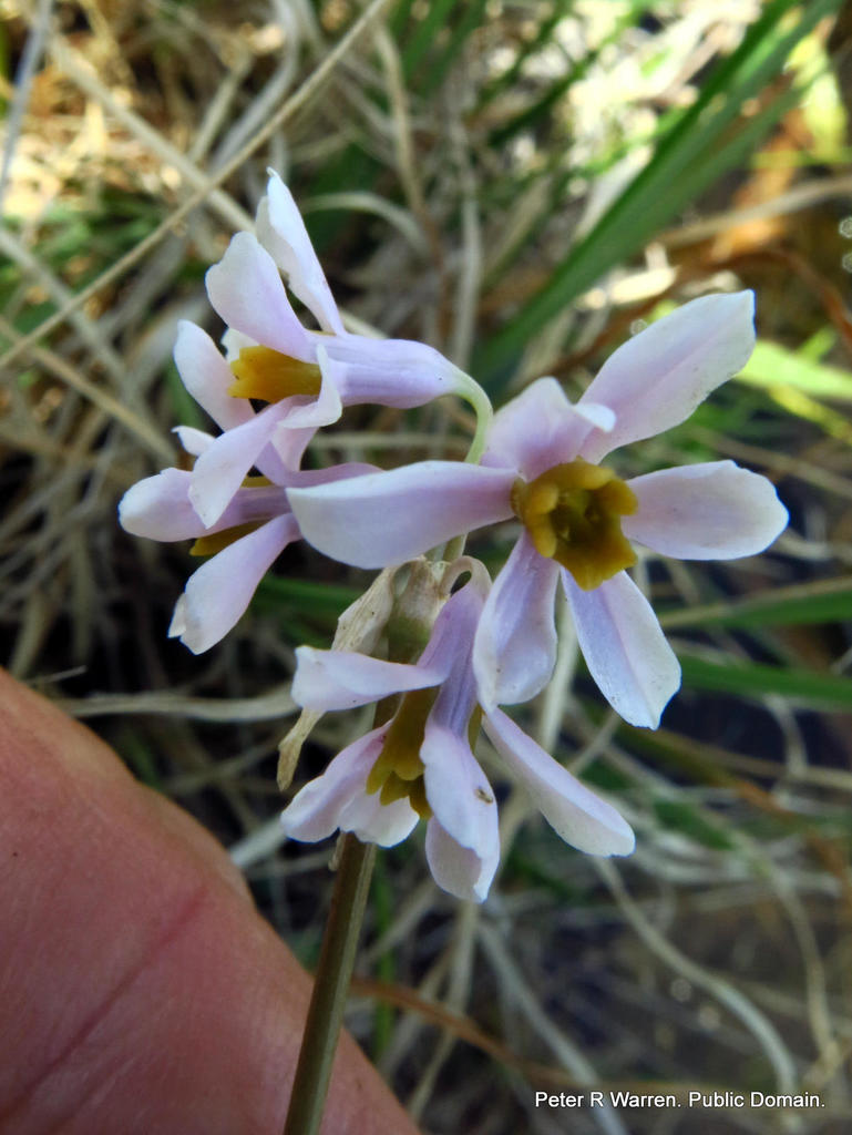 Sweet Wild Garlic