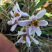 Sweet Wild Garlic - Photo no rights reserved, uploaded by Peter Warren