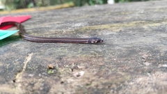 Tantilla melanocephala