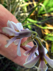 Tulbaghia natalensis