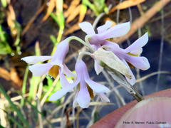 Tulbaghia natalensis