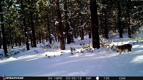 iNaturalist observation photo of Bobcat