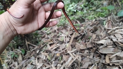 Tantilla melanocephala