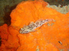 Caffrogobius nudiceps