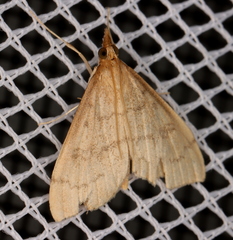 Metasia dicealis