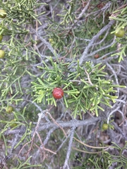 Juniperus phoenicea