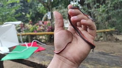 Tantilla melanocephala