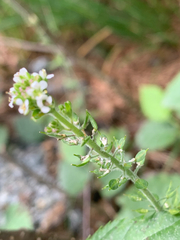 Lepidium heterophyllum