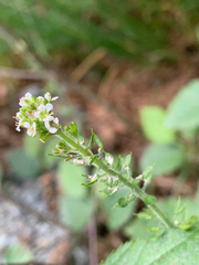 Lepidium heterophyllum