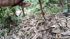 Tantilla melanocephala