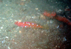Speleogobius trigloides