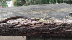 Tantilla melanocephala