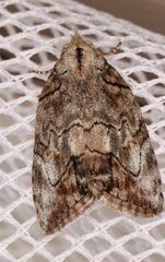 Etanna clopaea
