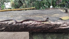 Tantilla melanocephala