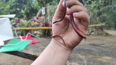 Tantilla melanocephala