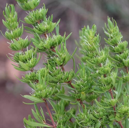 Anthospermum rigidum