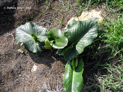 Arum palaestinum