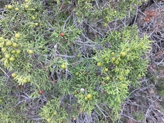 Juniperus phoenicea