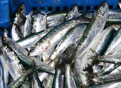 Sardina pilchardus