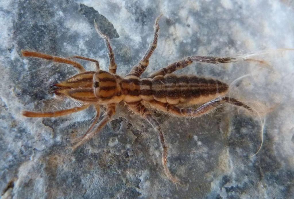 Feather-legged Solifuges
