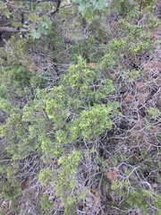 Juniperus phoenicea