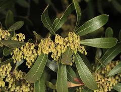 Euclea natalensis angustifolia