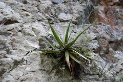 Aloe spicata