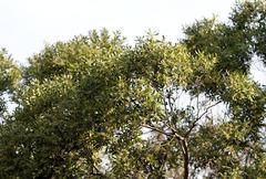 Euclea natalensis angustifolia