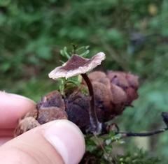 Auriscalpium vulgare