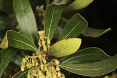 Euclea natalensis angustifolia