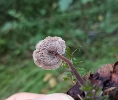 Auriscalpium vulgare