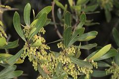 Euclea natalensis angustifolia