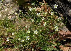 Mononeuria groenlandica