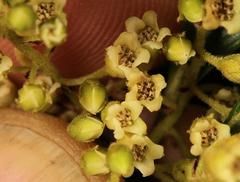 Euclea natalensis angustifolia